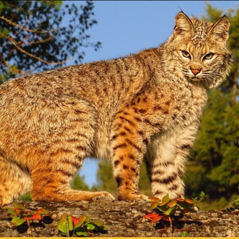 Заказник Тайбинский