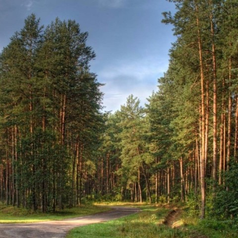 Юдинский бор