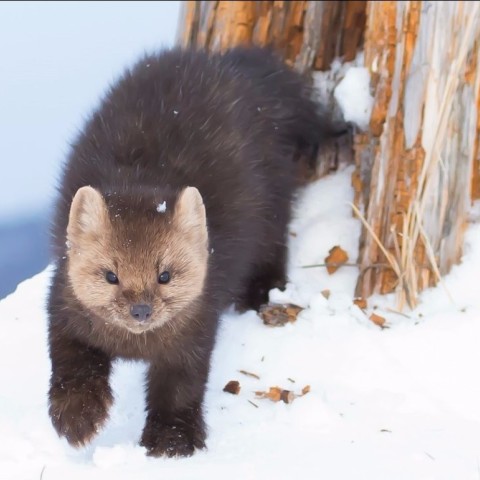 Солгонский кряж