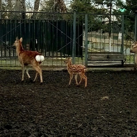 Акция " В зоопарк вместе с мамой"