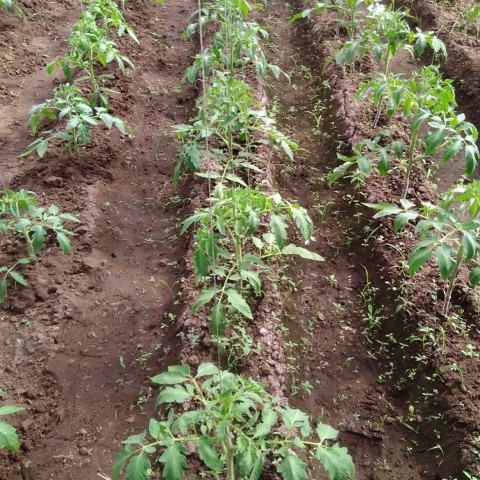 Рассада томатов, огурцов - к лету замечательный урожай!