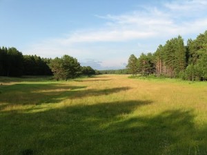 Лугавский бор